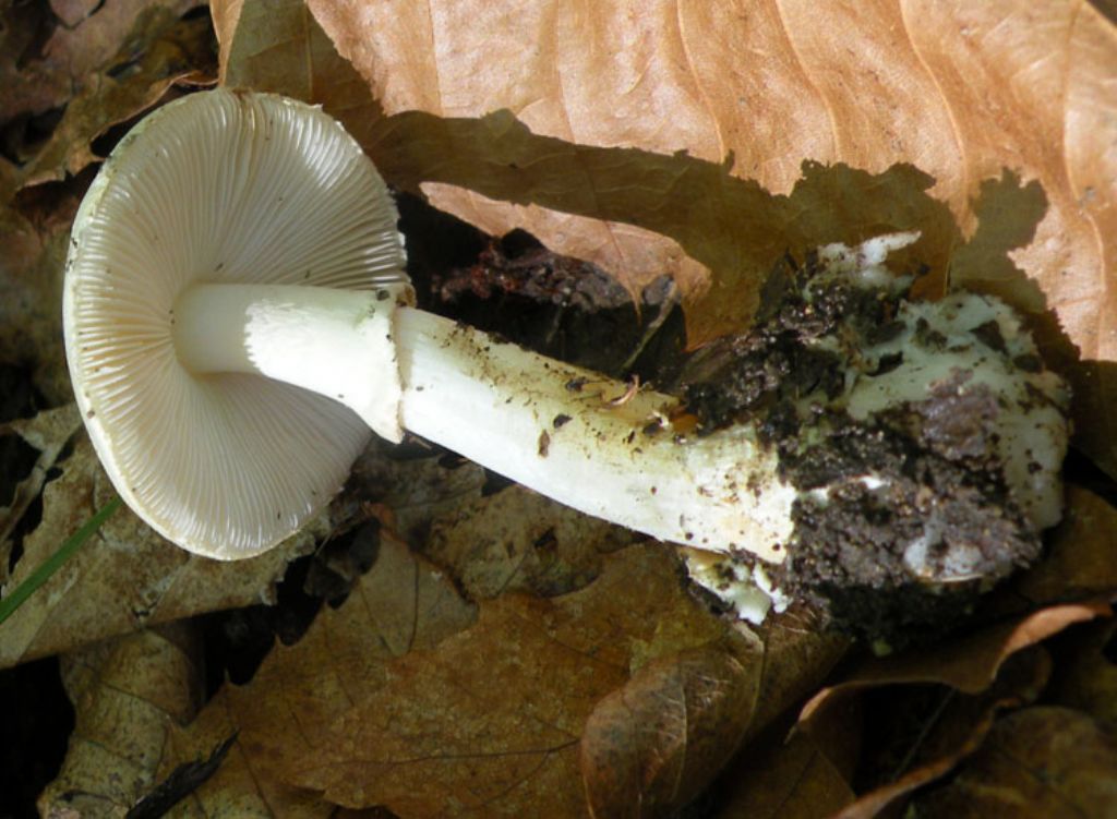 Amanita bianca